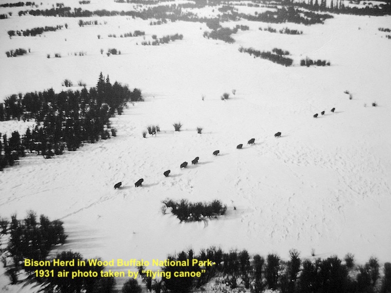 1931 bisons in Wood Buffalo National Park