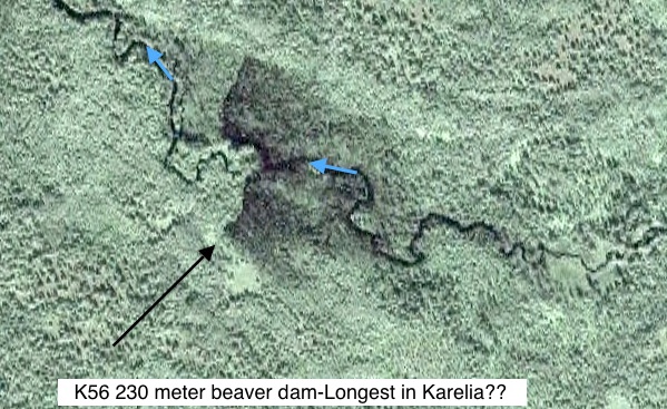 longest beaver dam in Europe?